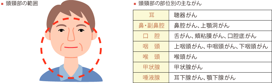 頭頸部がんの治療法には主に、切除手術、放射線療法、化学療法があります。がんのできる部位が多岐にわたるため、具体的な治療方法もそれぞれに異なるのが特徴です
